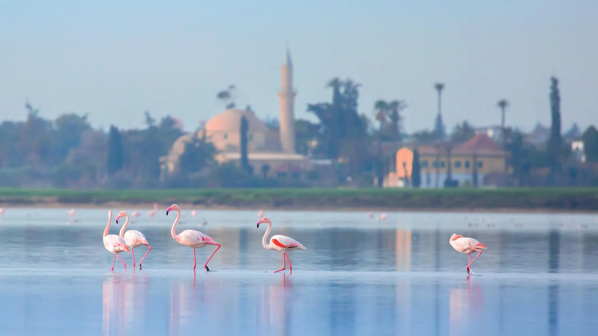 Hotel Indigo Larnaca By Ihg-Adults Only قبرص